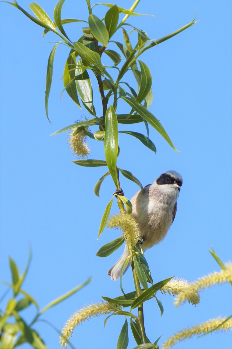 Eurasian Penduline-Tit - ML577043221