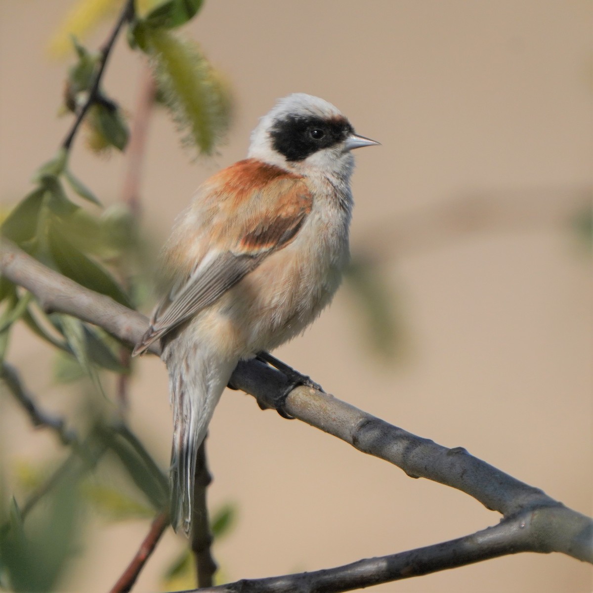Eurasian Penduline-Tit - ML577043231