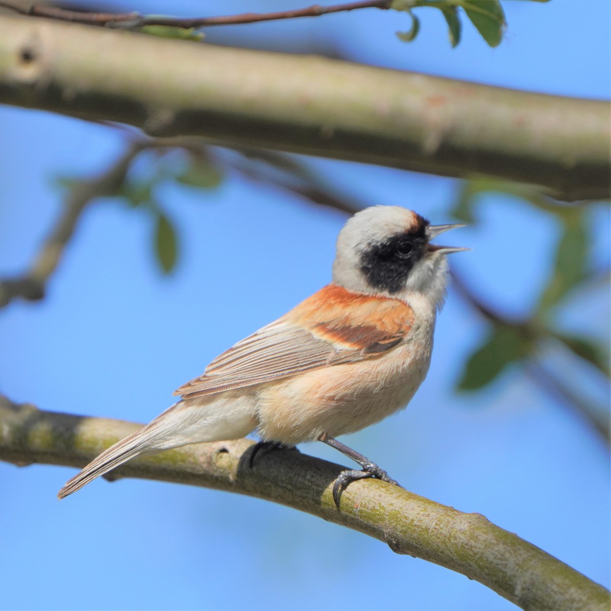 Eurasian Penduline-Tit - ML577043251