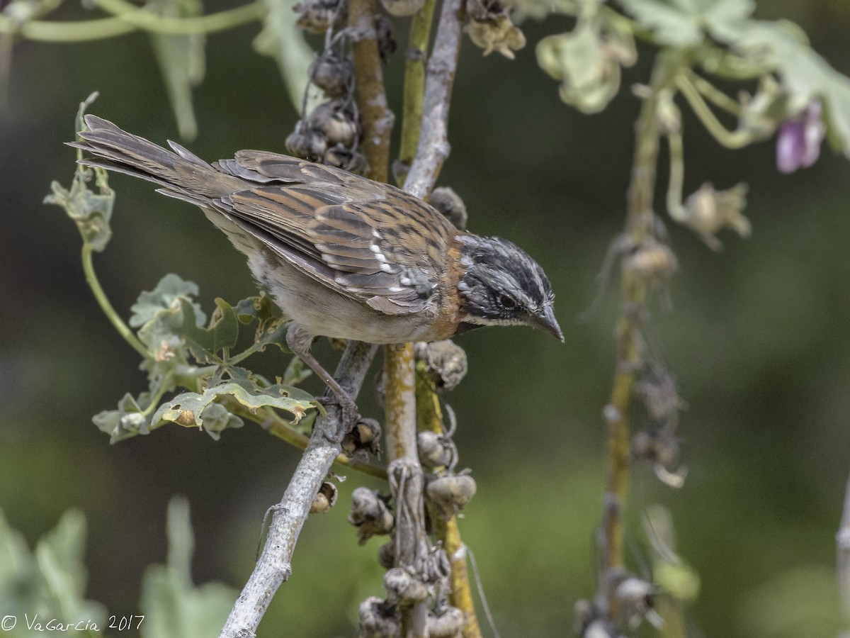 Rufous-collared Sparrow - ML57704361