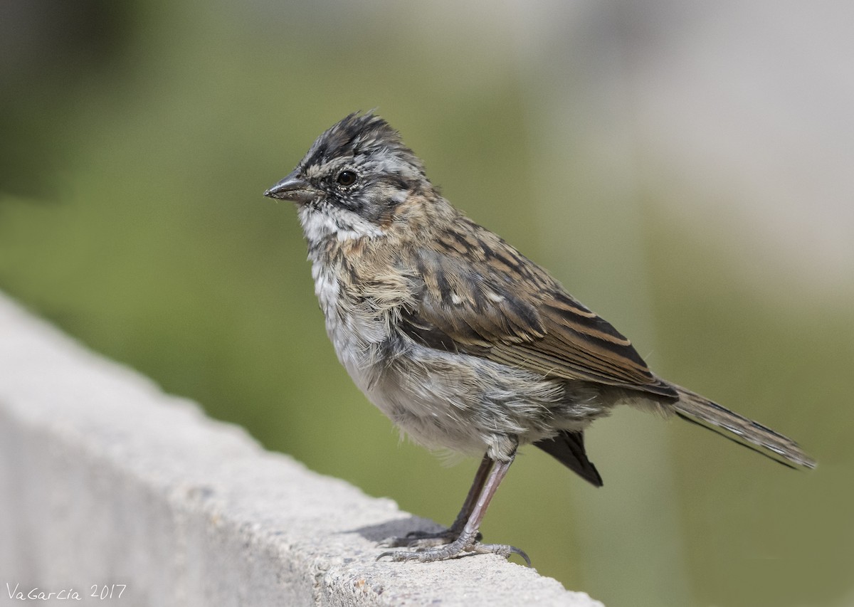 Rufous-collared Sparrow - ML57704371