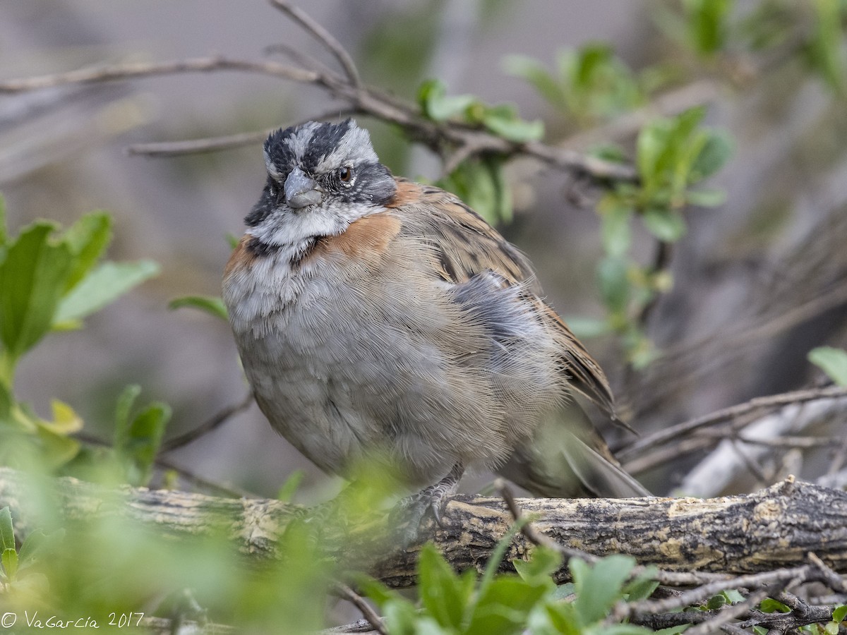 Rufous-collared Sparrow - ML57704381