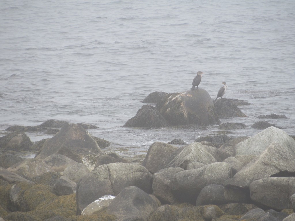 Double-crested Cormorant - Mickey Ryan