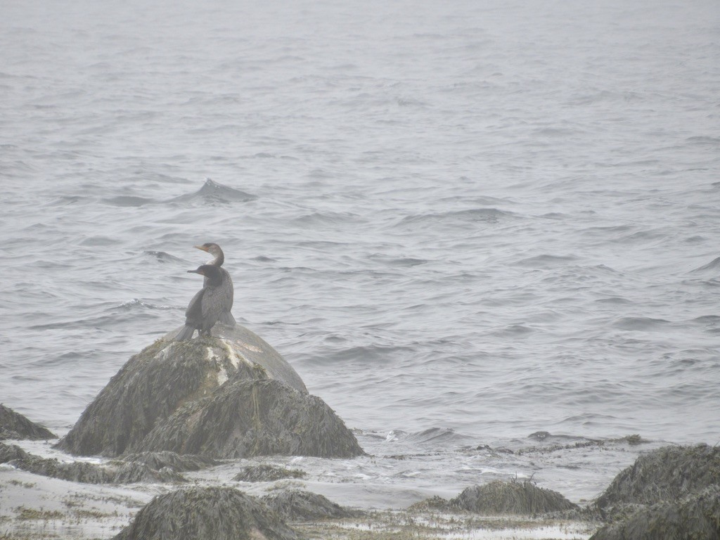 Double-crested Cormorant - ML577045021