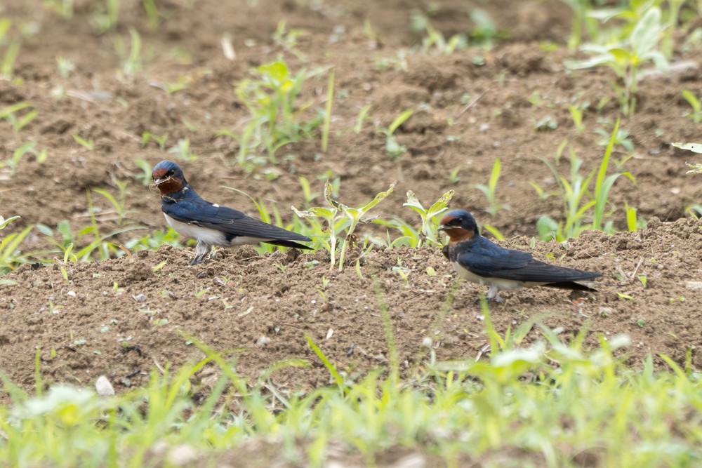 Barn Swallow - ML577045371