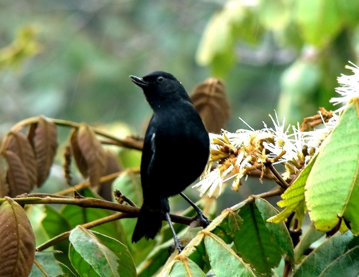 Venezuelan Flowerpiercer - ML577045731