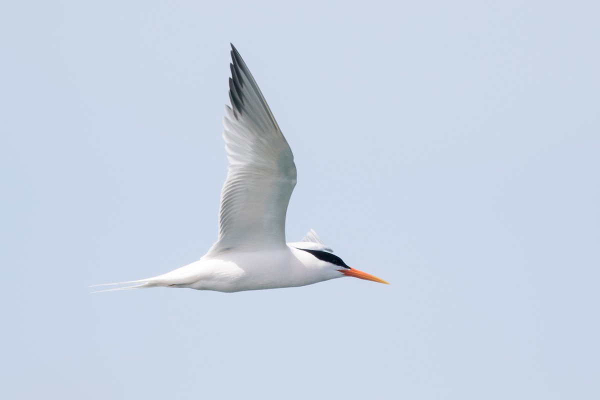 Elegant Tern - Garrett Lau