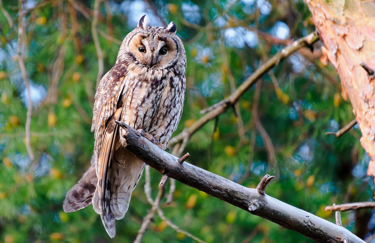 Long-eared Owl - ML577046411
