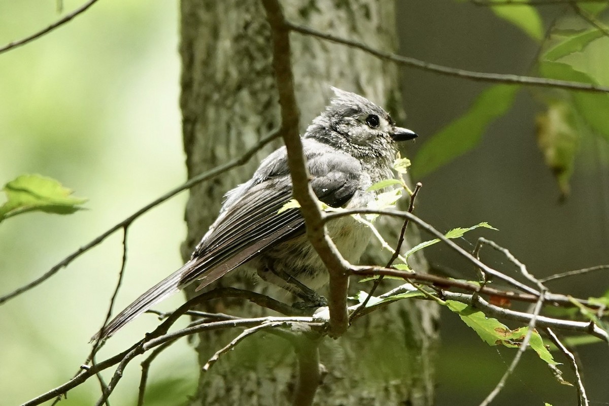 Tufted Titmouse - ML577046421