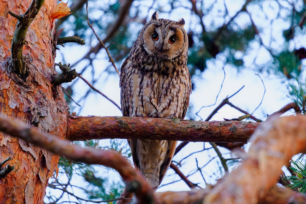Long-eared Owl - ML577046531