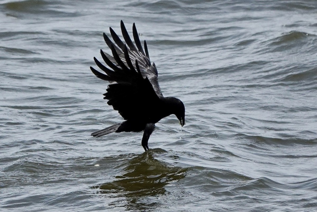 Fish Crow - ML577046691