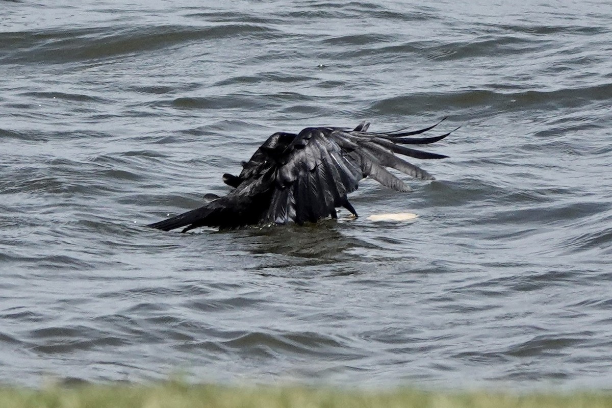 Fish Crow - ML577046701
