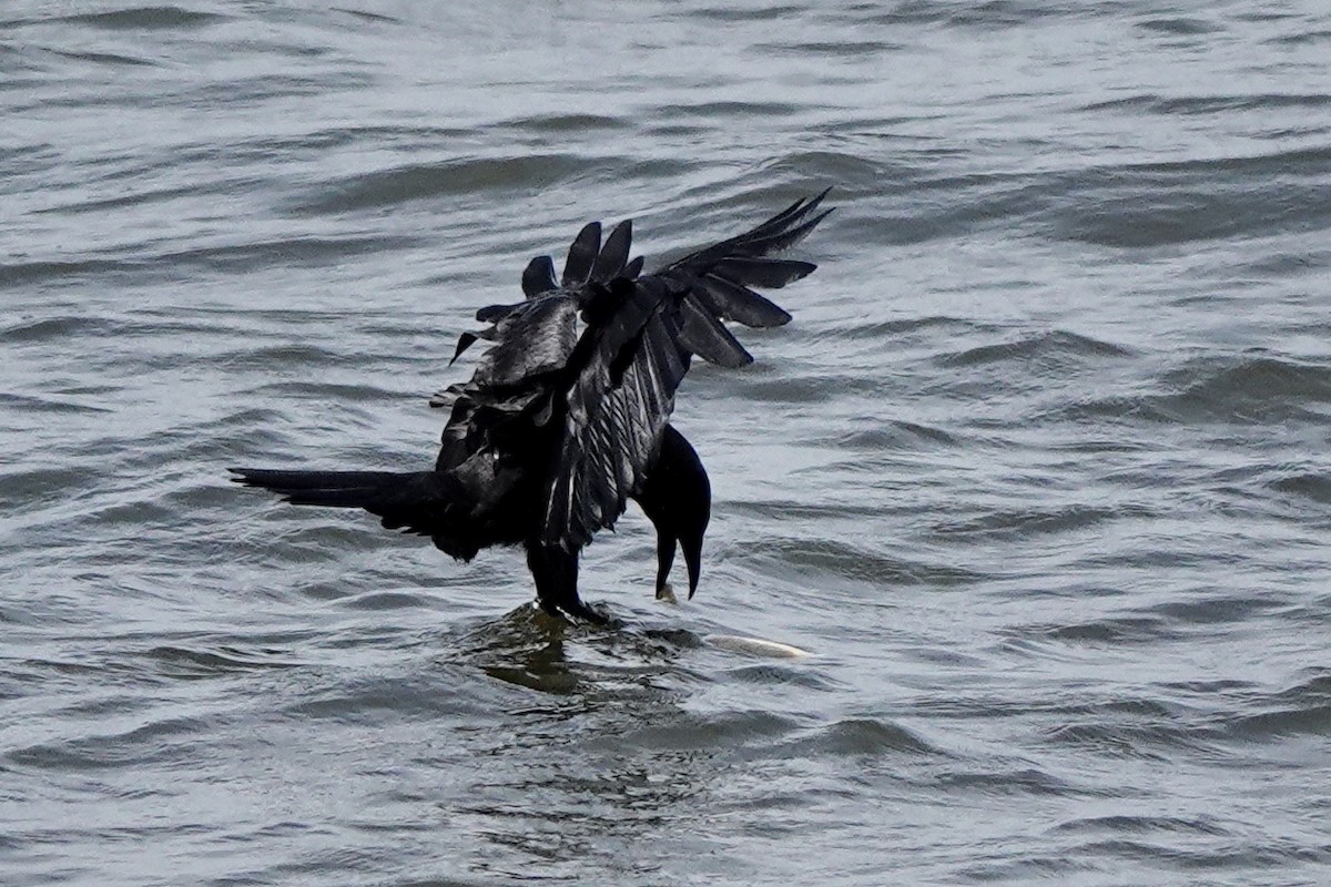 Fish Crow - ML577046711