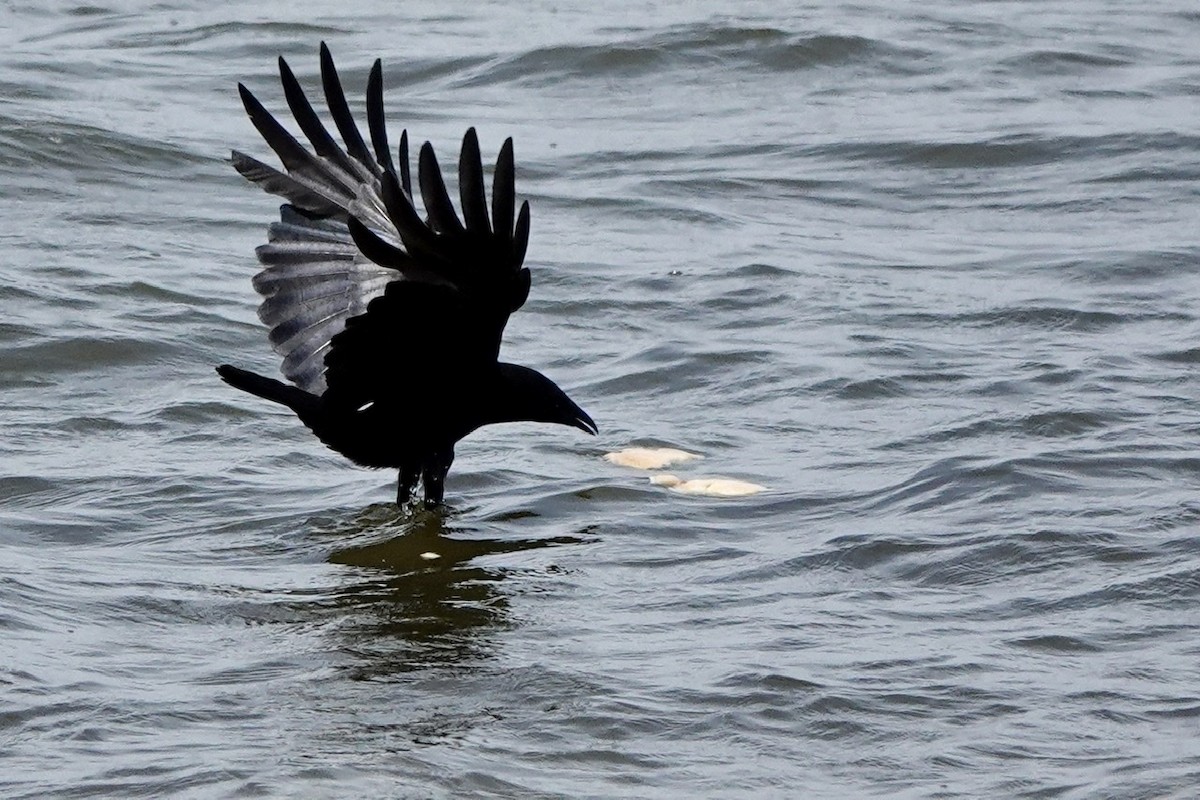 Fish Crow - ML577046721