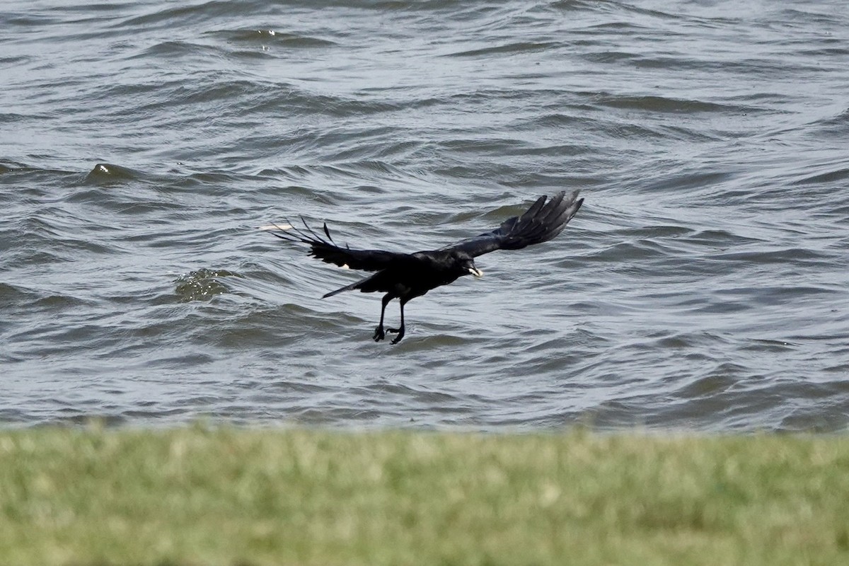Fish Crow - ML577046731