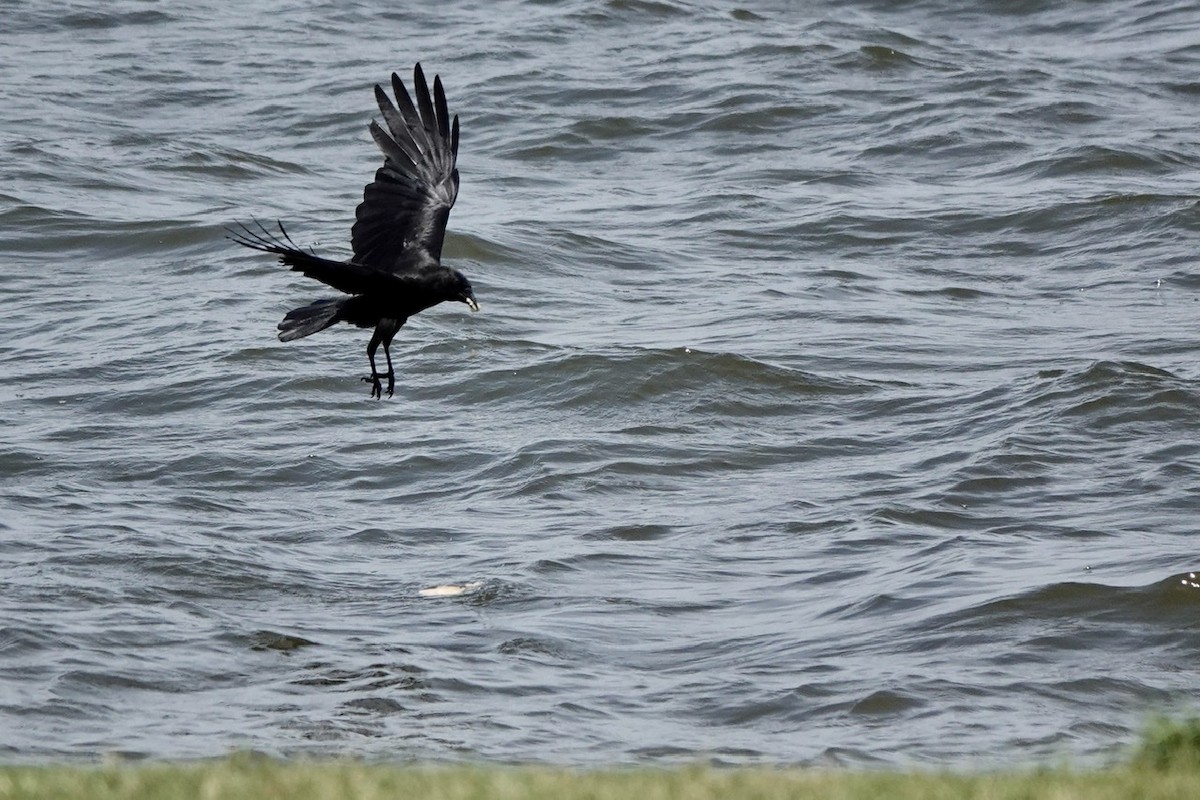 Fish Crow - ML577046741