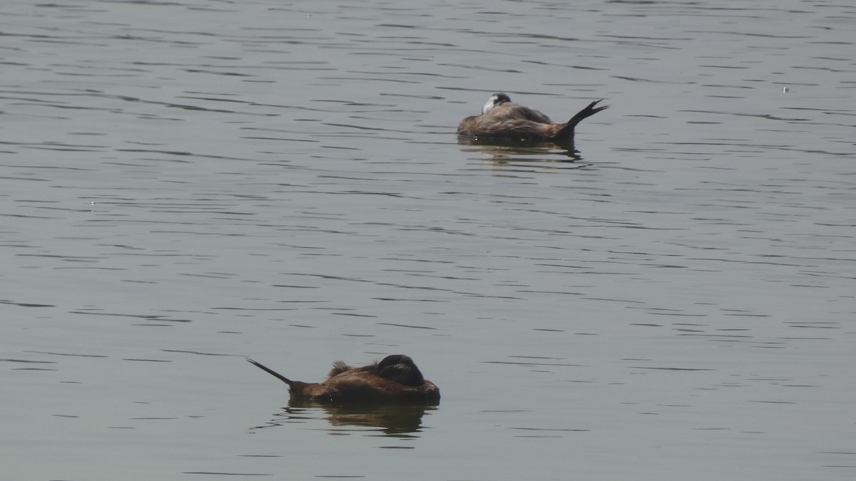 White-headed Duck - ML577048231