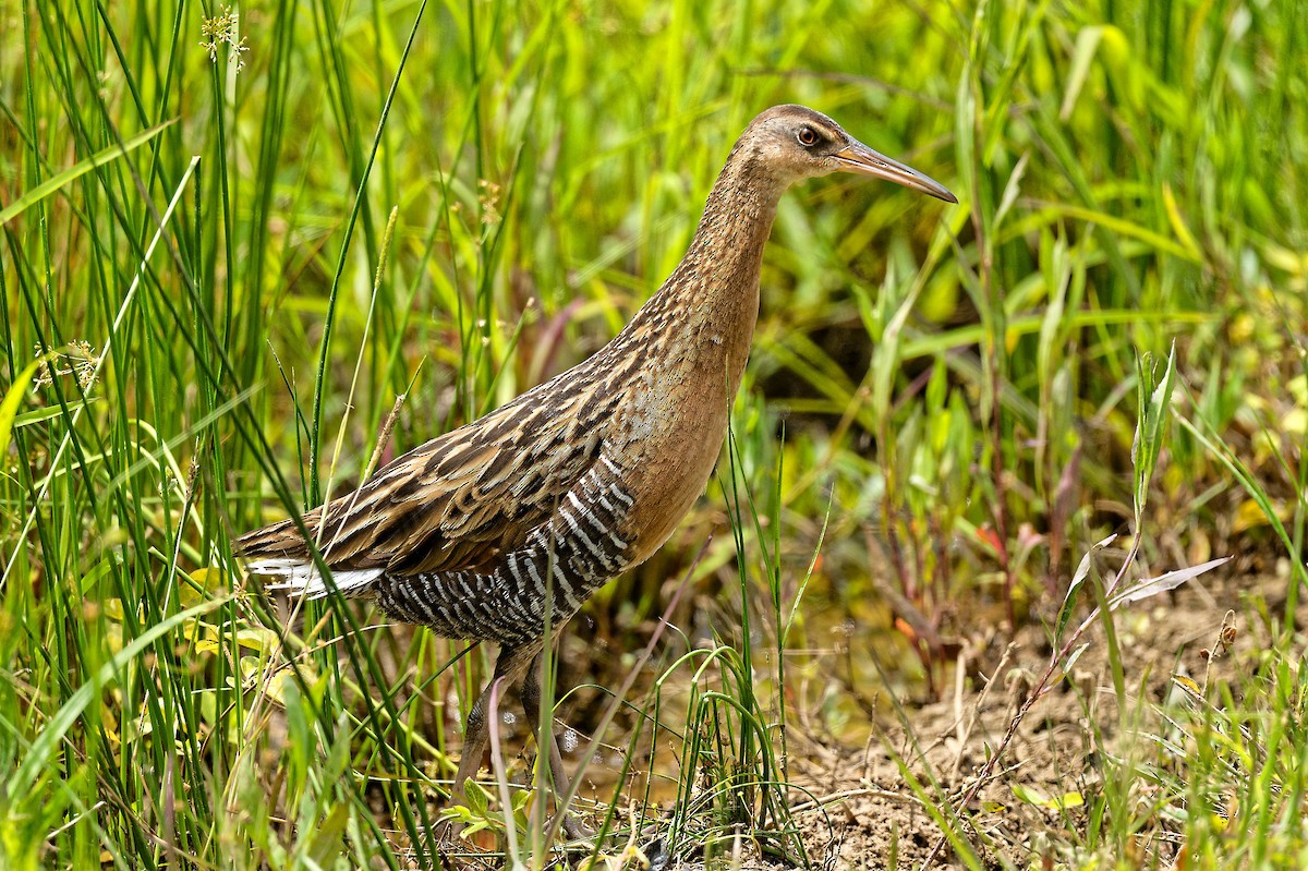 King Rail - Clyde Wilson