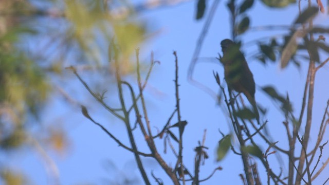 Chestnut-bellied Seed-Finch - ML577049751