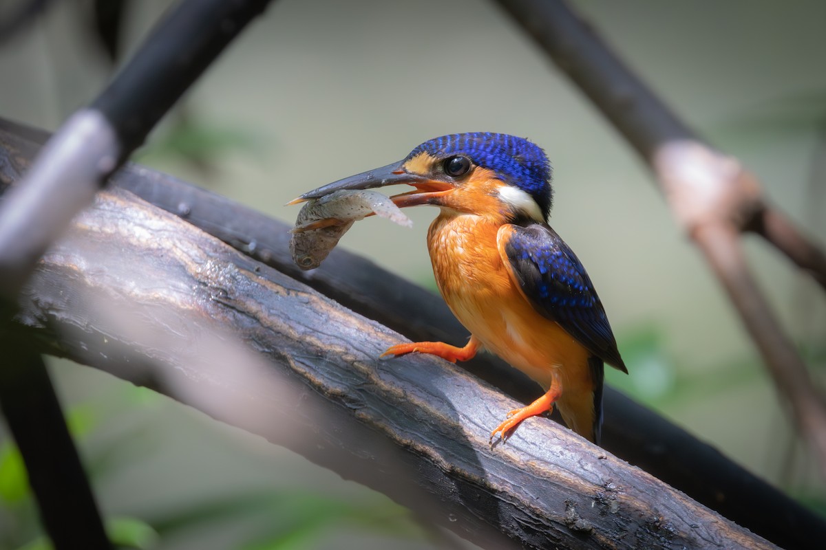 Рибалочка темно-синій - ML577049951