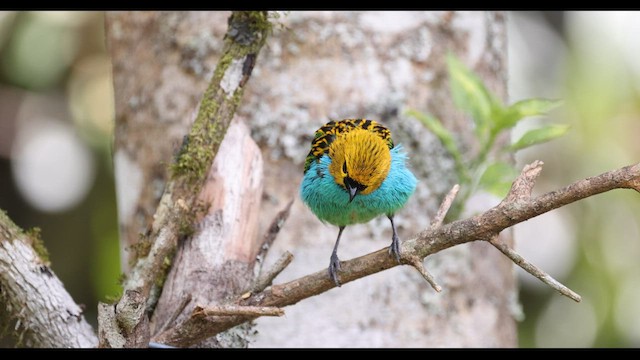 Gilt-edged Tanager - ML577050461