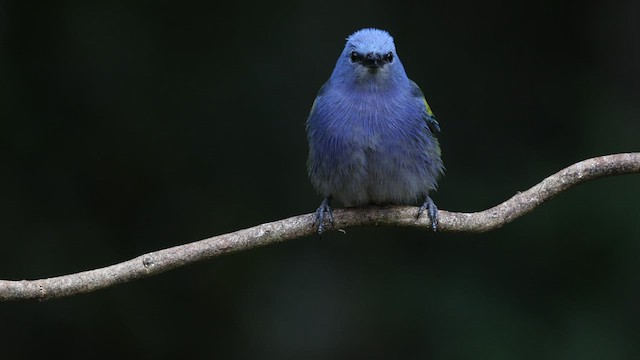 Golden-chevroned Tanager - ML577050571