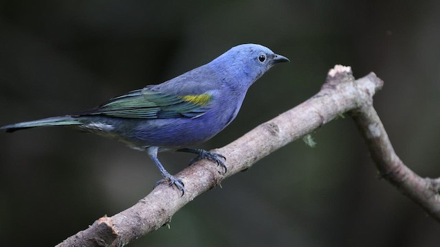 Golden-chevroned Tanager - ML577050611