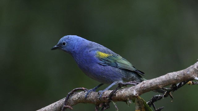 Golden-chevroned Tanager - ML577050671