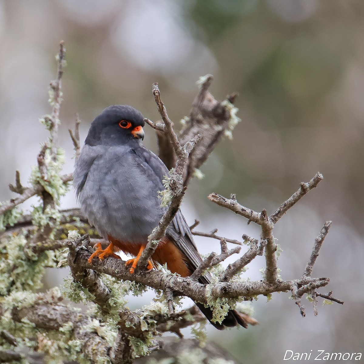 Red-footed Falcon - ML577050801