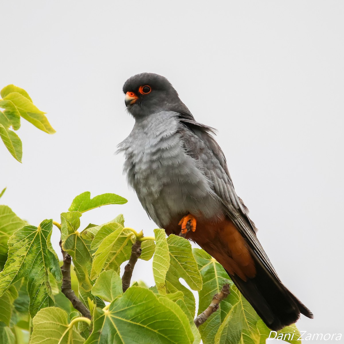 Red-footed Falcon - ML577050911