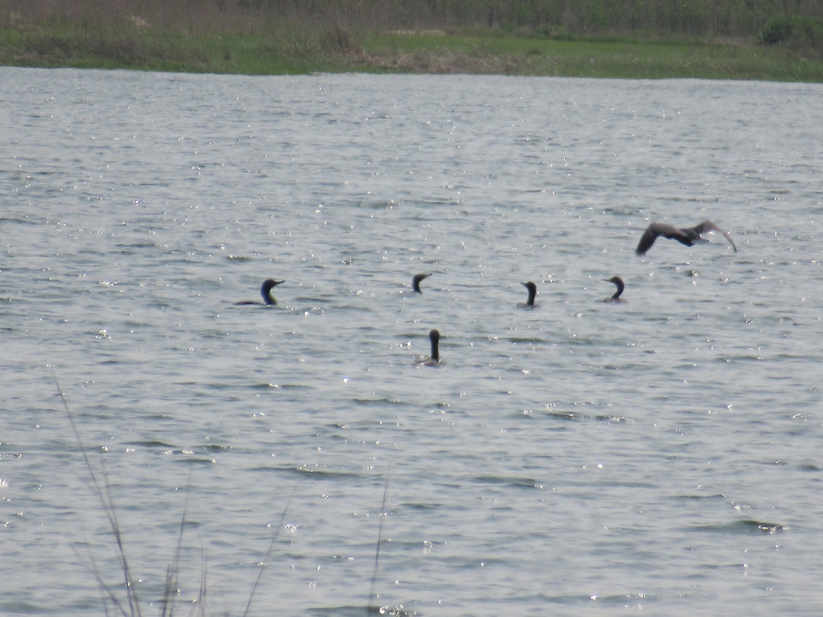 Double-crested Cormorant - ML577051781