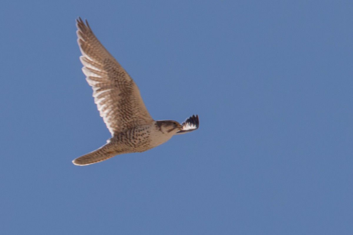 Saker Falcon - Chewang Bonpo