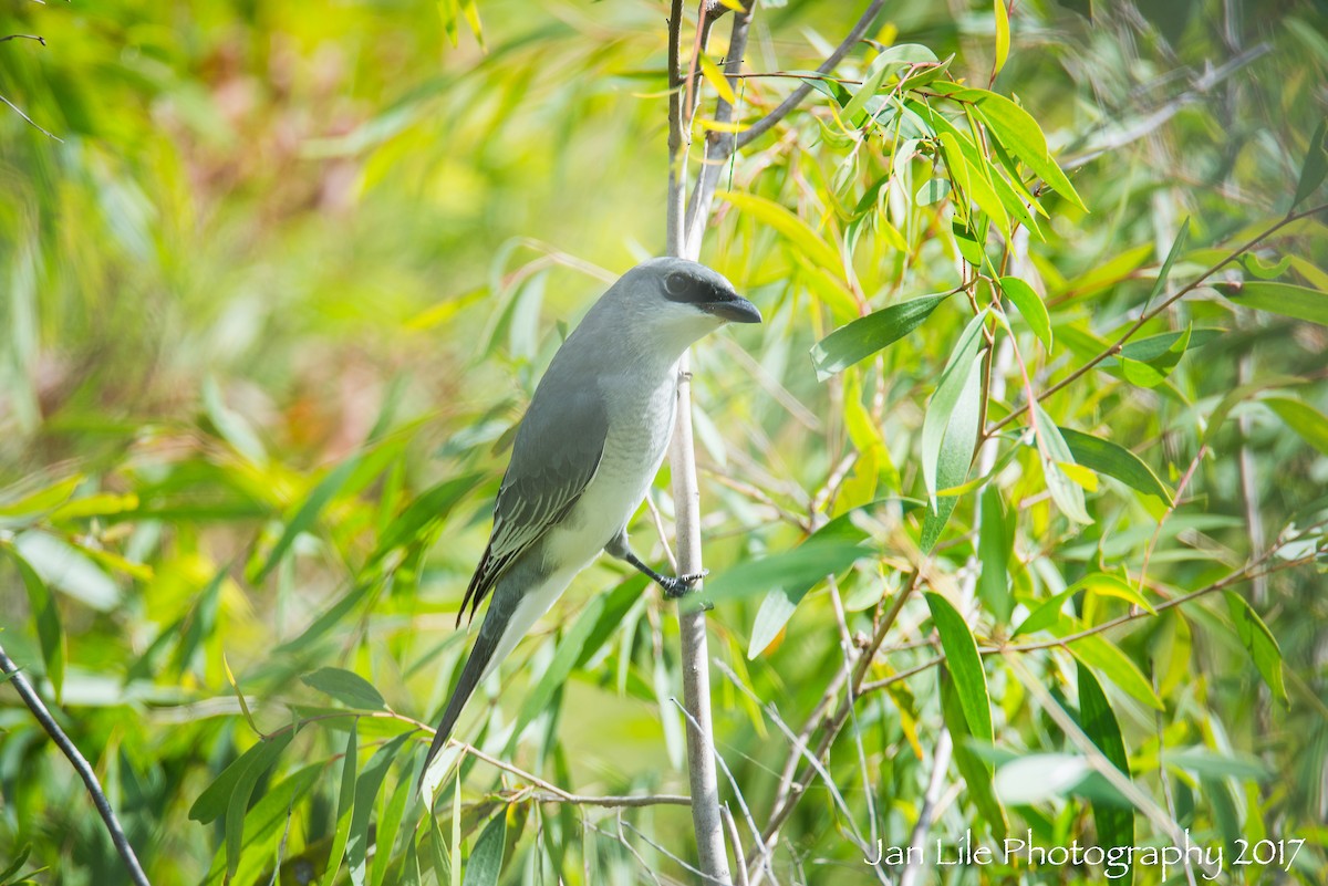 White-bellied Cuckooshrike - ML57705361