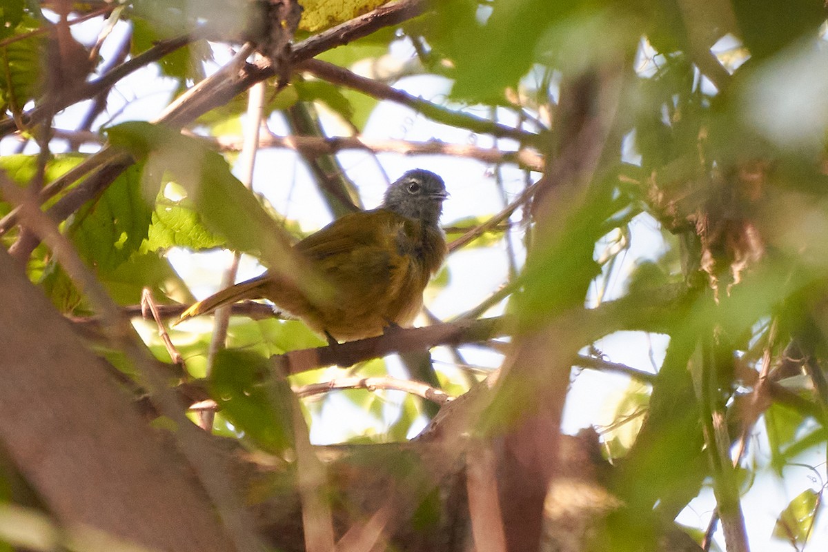 Eastern Mountain Greenbul (Olive-breasted) - ML577055041