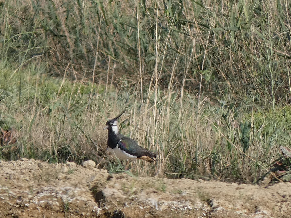 Northern Lapwing - ML577055071