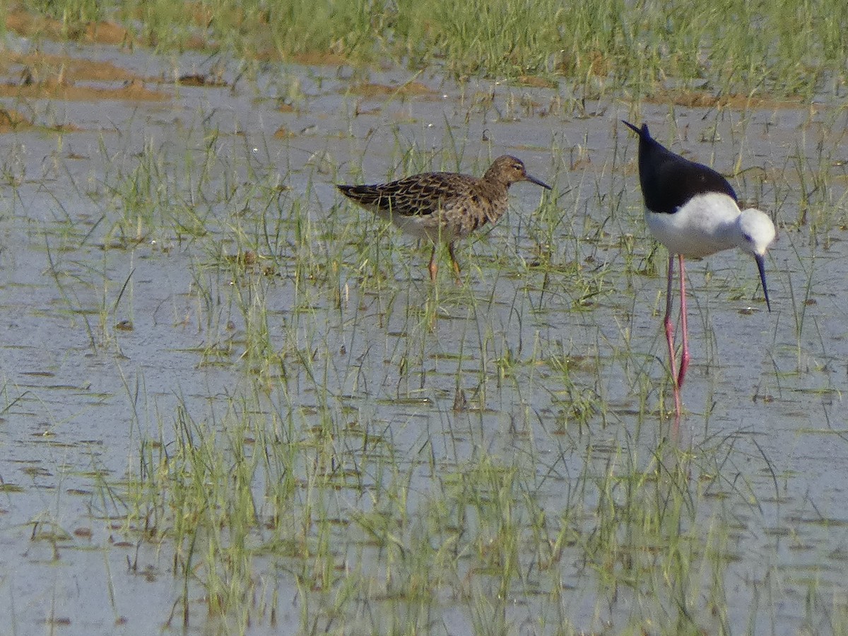 Ruff - Xavi Andrés-Loire