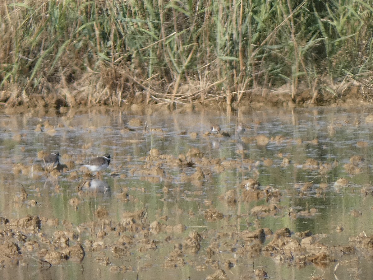 Little Stint - ML577055541