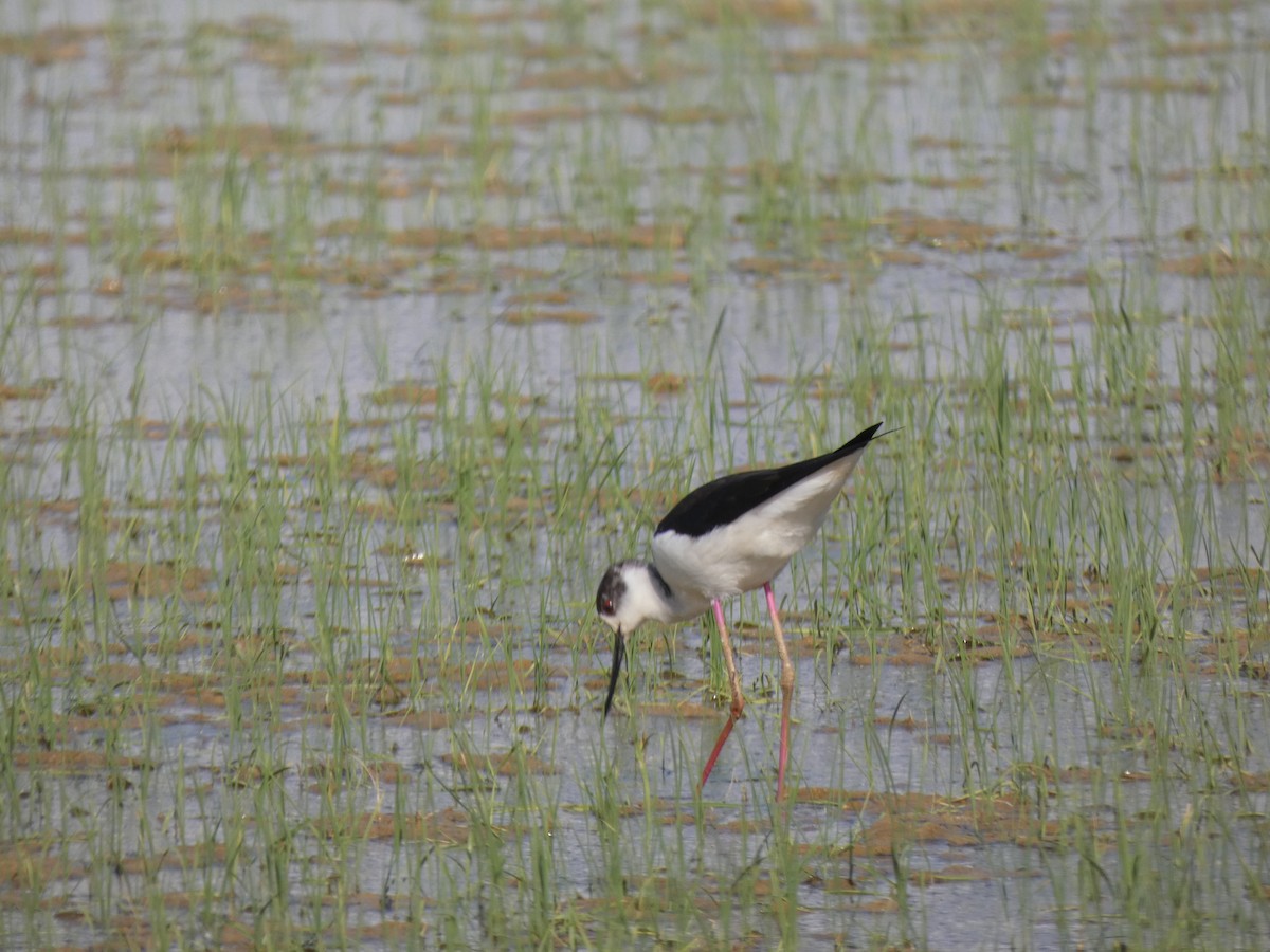 Black-winged Stilt - ML577055831