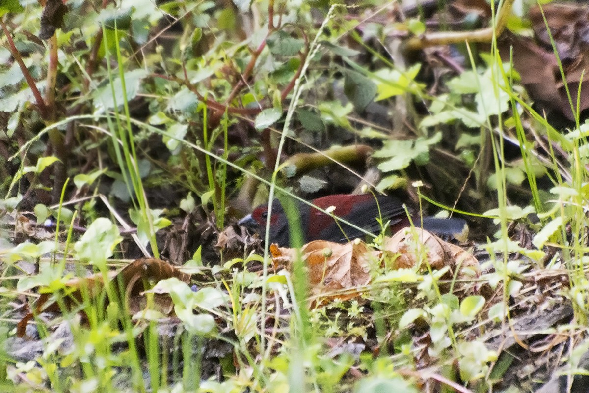 Dusky Crimsonwing - Miguel Rouco