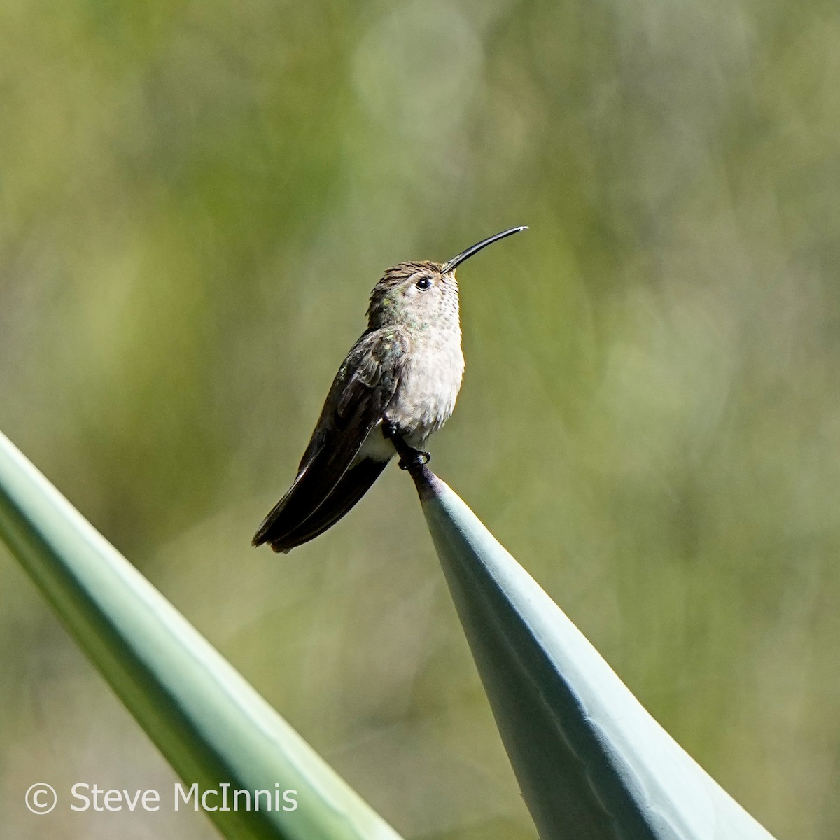 Spot-throated Hummingbird - Steve McInnis