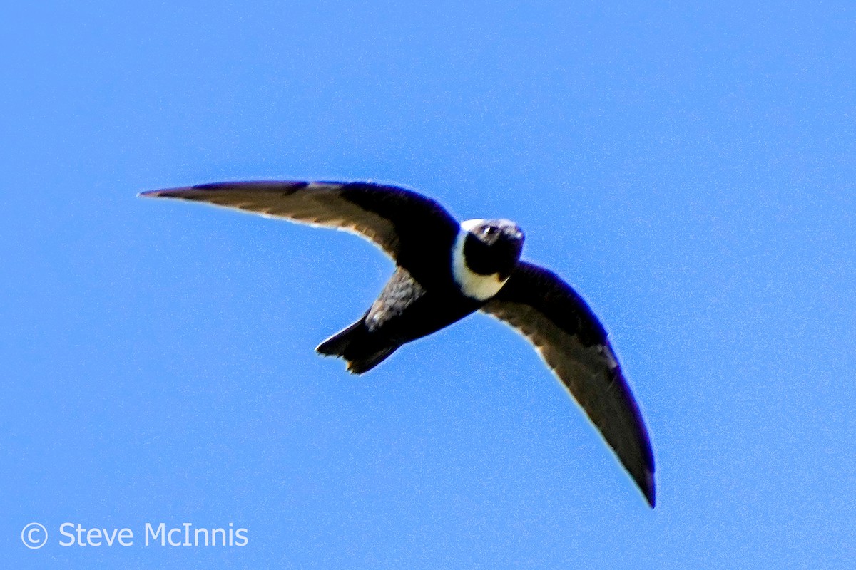 White-collared Swift - ML577056051