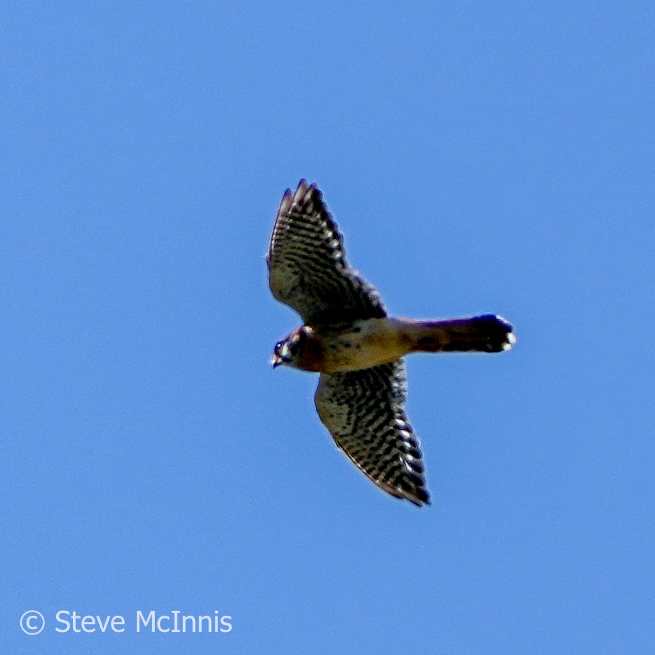 American Kestrel - ML577056081