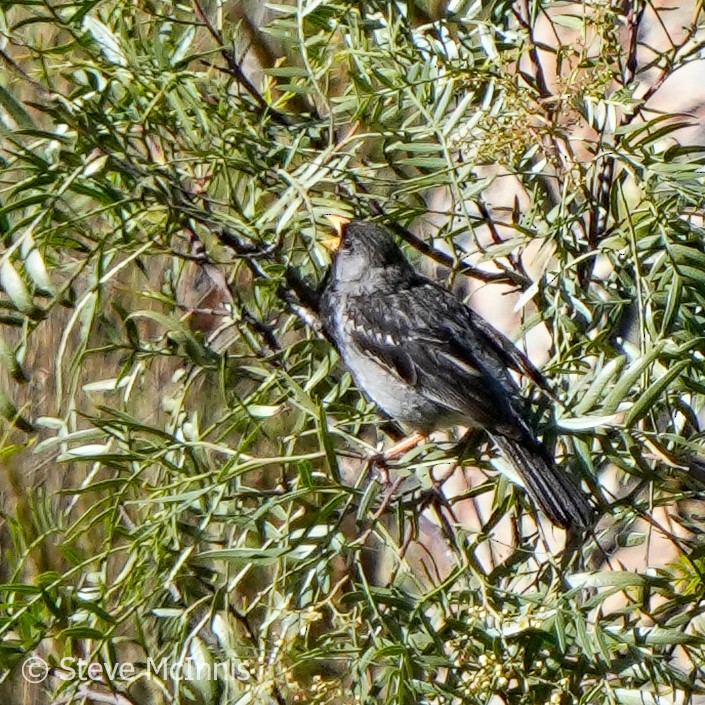 Mourning Sierra Finch - ML577056121