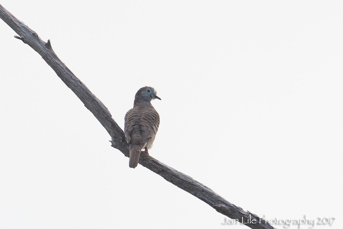 Peaceful Dove - ML57705621