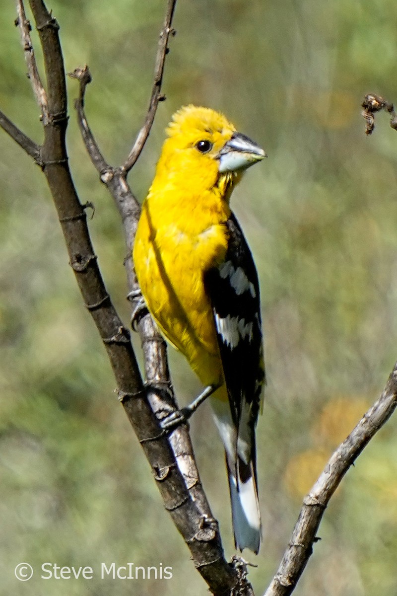 Cardinal à tête jaune - ML577056211