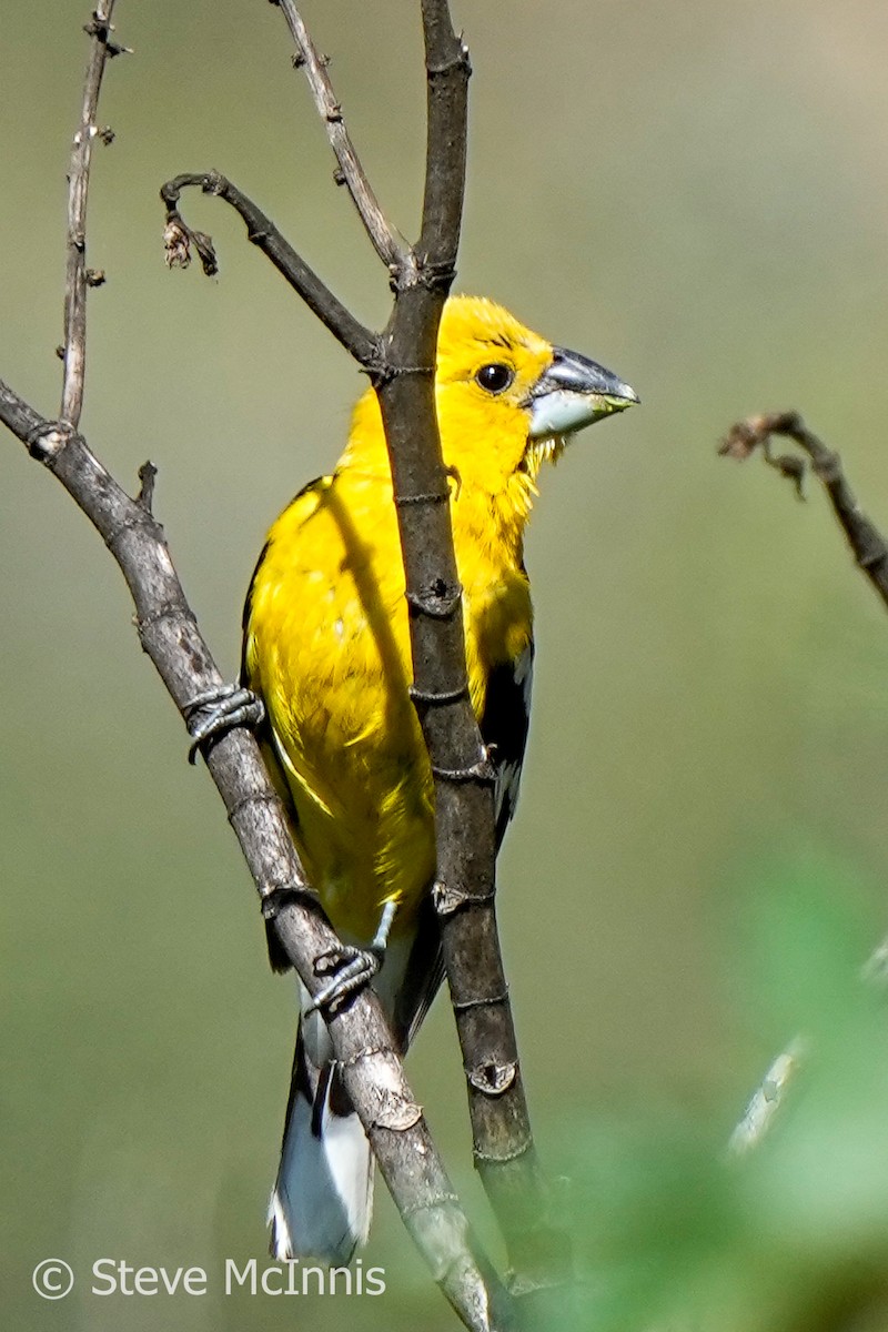 Golden Grosbeak - Steve McInnis