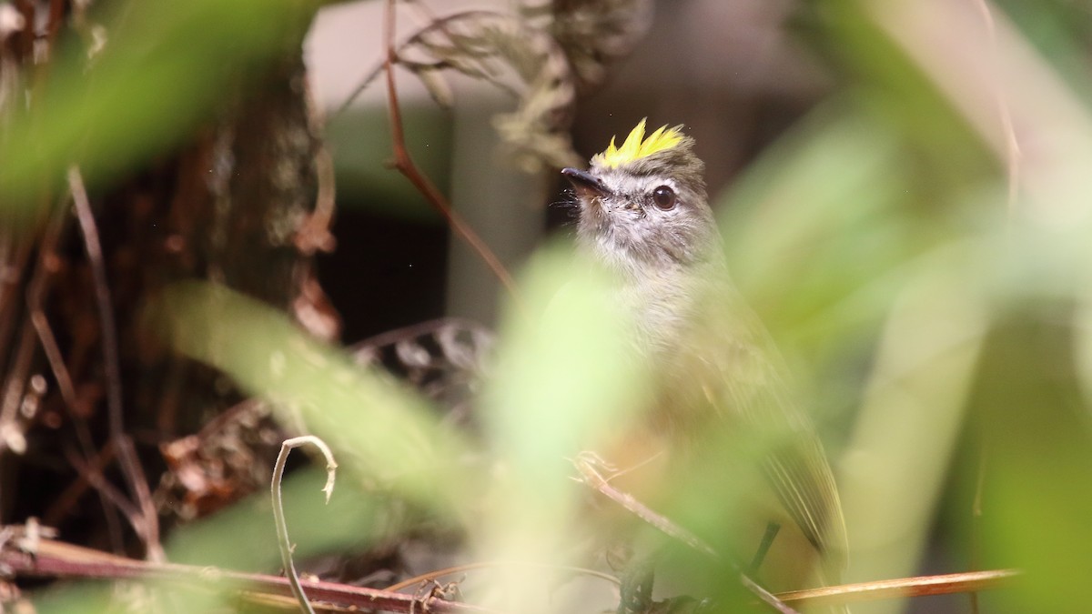 Greenish Elaenia (West Mexico) - ML577056261