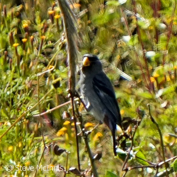 Band-tailed Seedeater - ML577056271