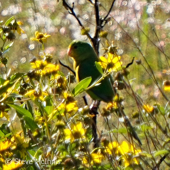 Mountain Parakeet - ML577057071