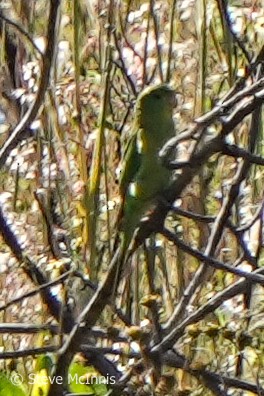 Mountain Parakeet - ML577057081